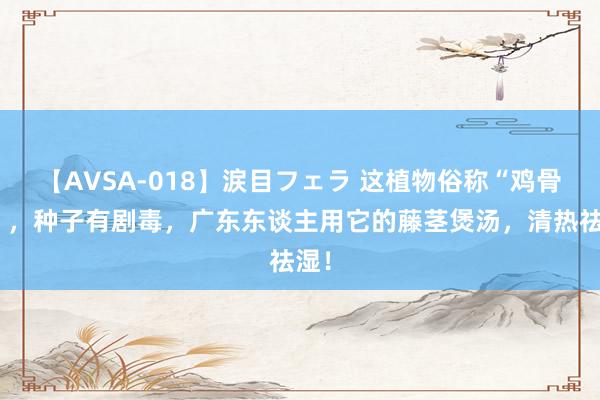 【AVSA-018】涙目フェラ 这植物俗称“鸡骨草”，种子有剧毒，广东东谈主用它的藤茎煲汤，清热祛湿！